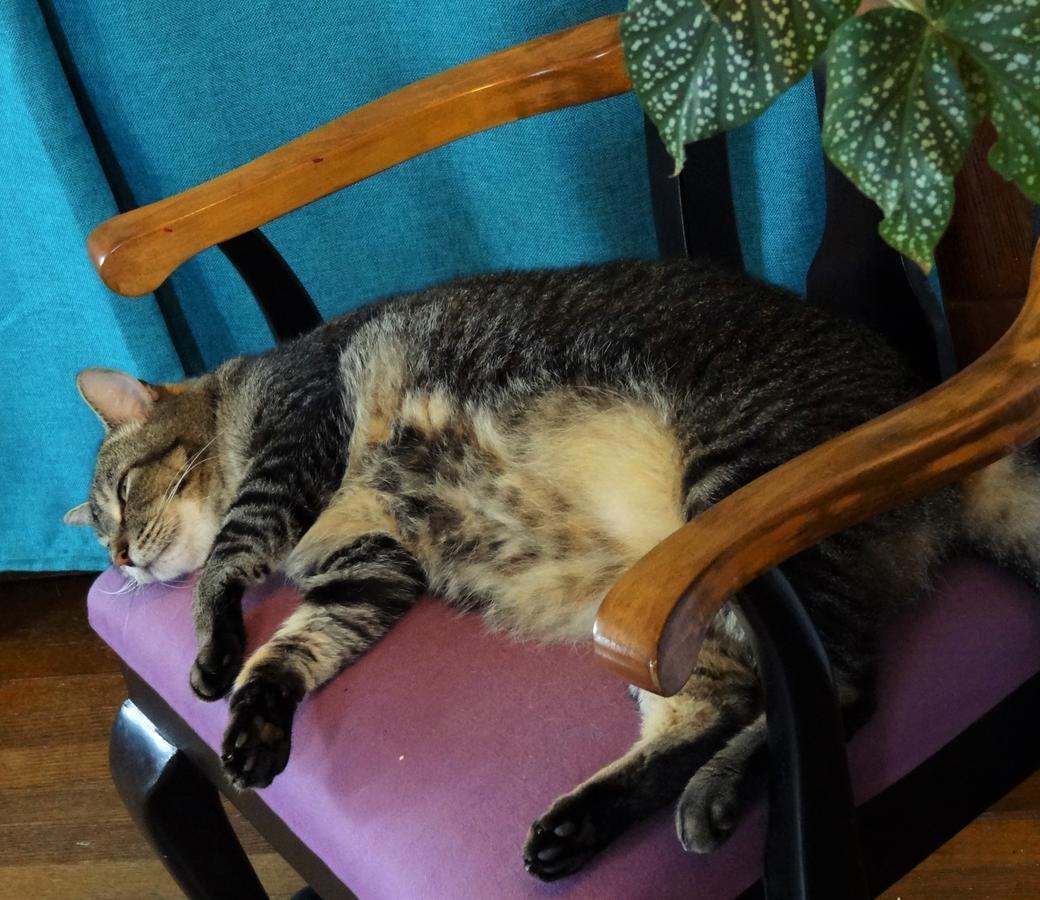 Bed and Breakfast The One Cat Brattleboro Exterior foto